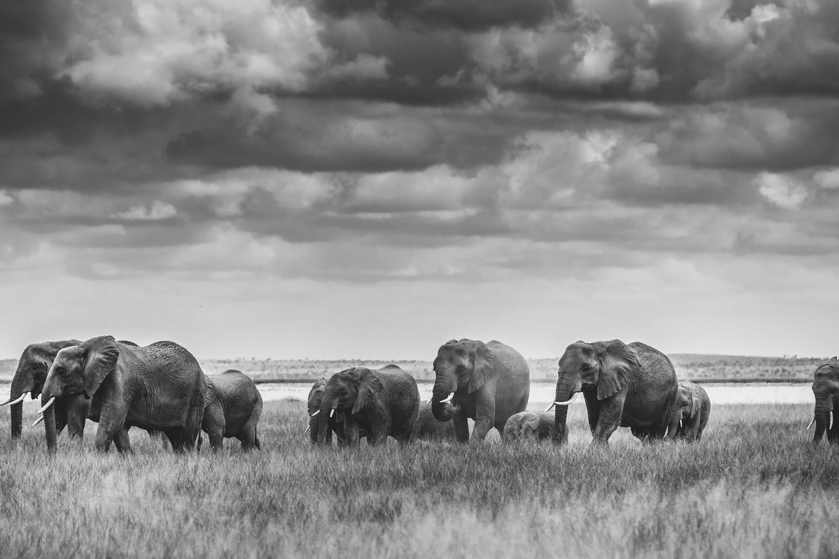photo-wallpaper-elephant-family-xip