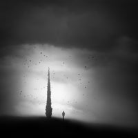 photo-wallpaper-alone-with-the-cypress-and-birds