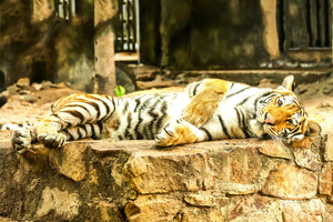 photo-wallpaper-the-siberian-tiger