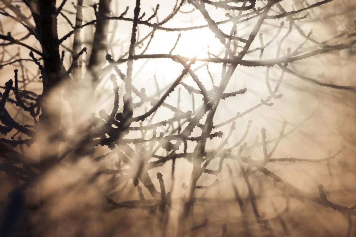 photo-wallpaper-branches-in-fog-light