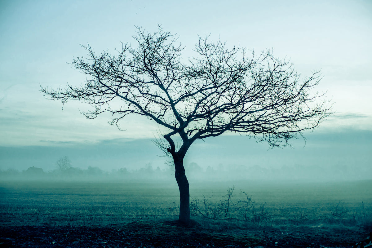 photo-wallpaper-the-magic-tree