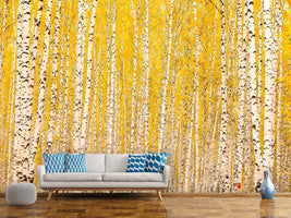 photo-wallpaper-the-birch-forest-in-autumn