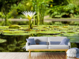 photo-wallpaper-water-lily-in-nature