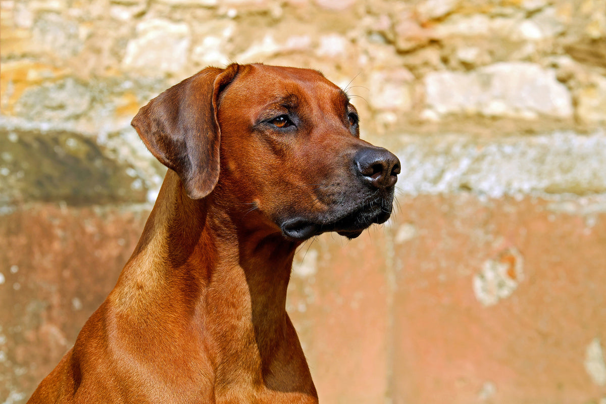 photo-wallpaper-watchful-rhodesian-ridgeback