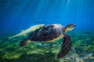 photo-wallpaper-sea-turtle