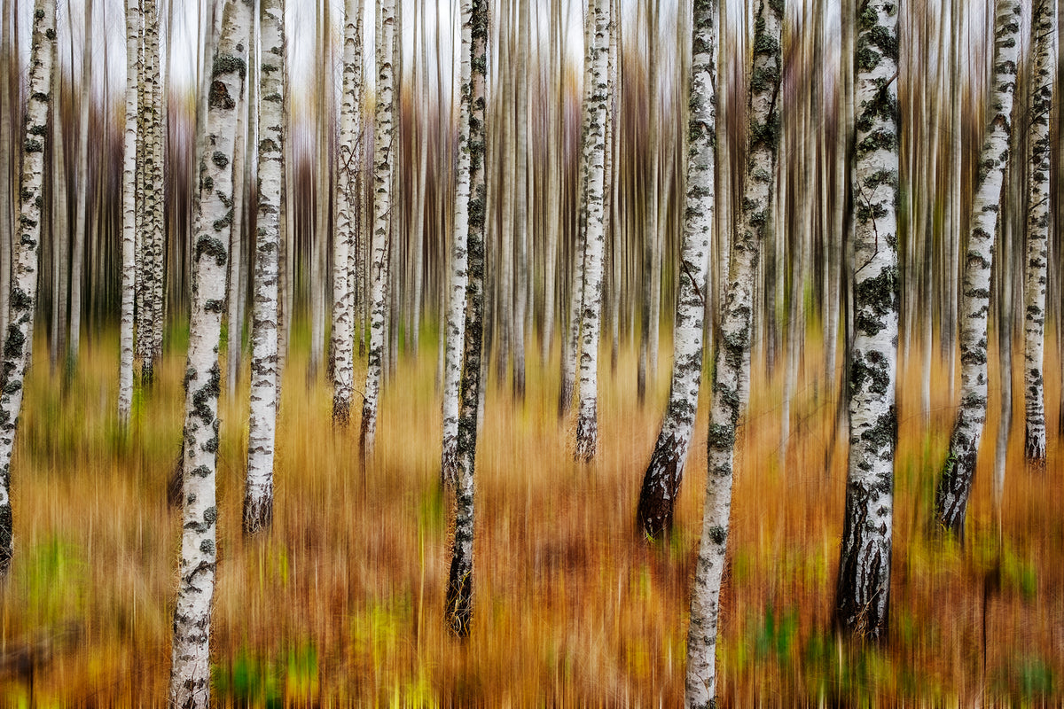 photo-wallpaper-3d-birches-x