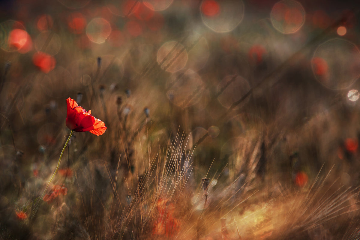 photo-wallpaper-poppy-x