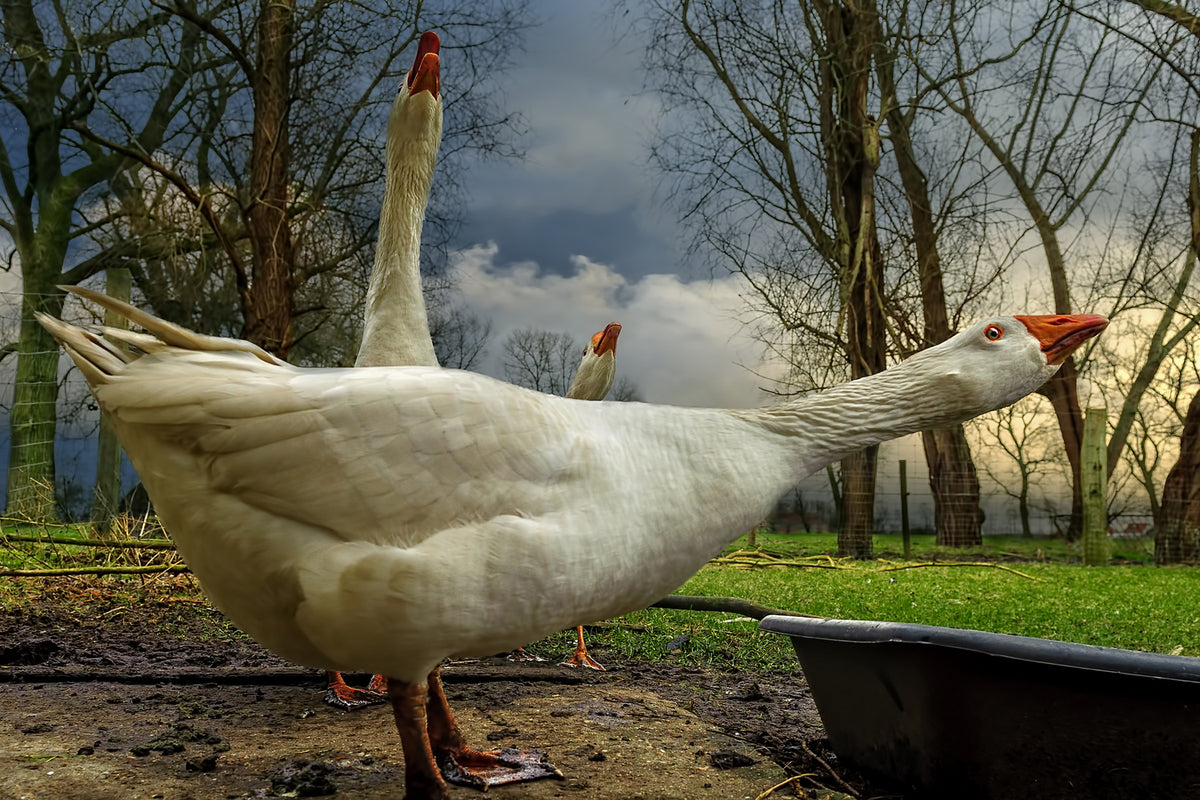 photo-wallpaper-the-3-geese