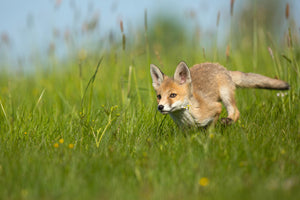 photo-wallpaper-red-fox-xue