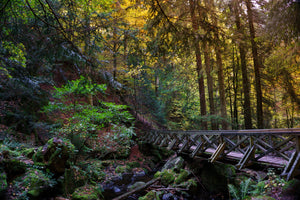 photo-wallpaper-the-forest-bridge