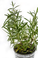 photo-wallpaper-rosemary-in-the-pot