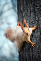 photo-wallpaper-the-squirrel