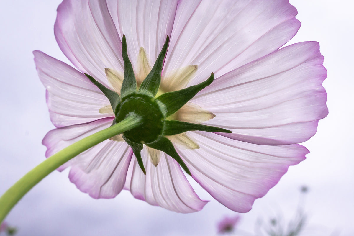 photo-wallpaper-the-cosmos-flower