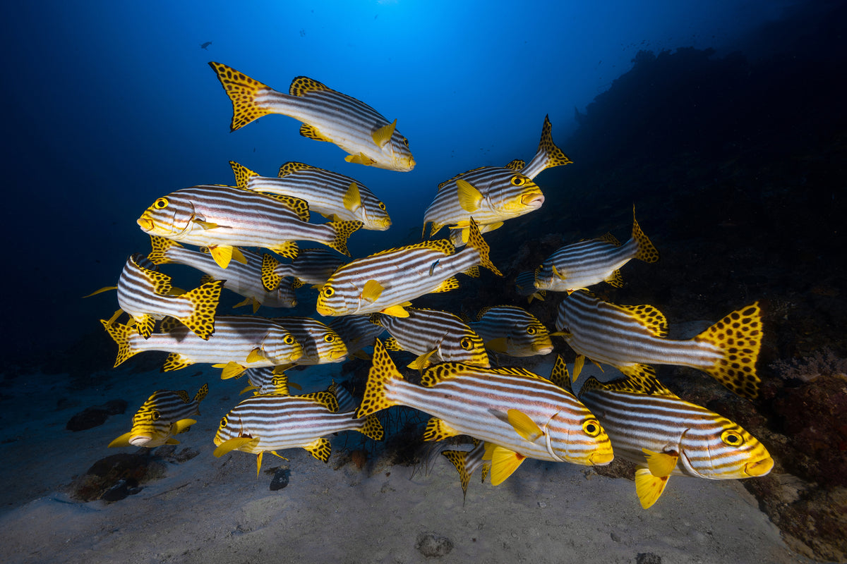 photo-wallpaper-underwater-photography-indian-ocean-sweetlips