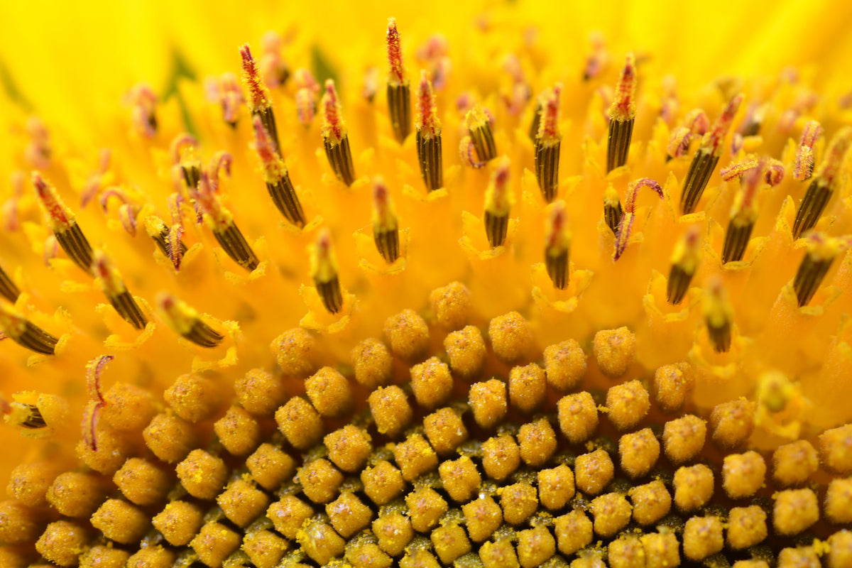 photo-wallpaper-the-buds-of-the-sunflower-in-xxl