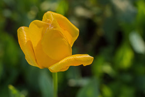 photo-wallpaper-yellow-tulip-xl