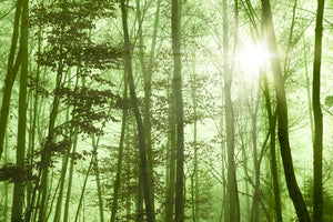 photo-wallpaper-nibelungen-forest