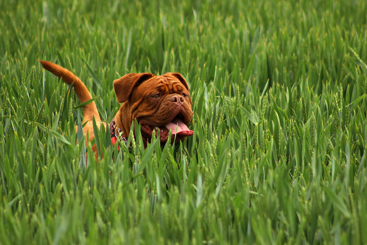 photo-wallpaper-the-mastiff-in-the-grass