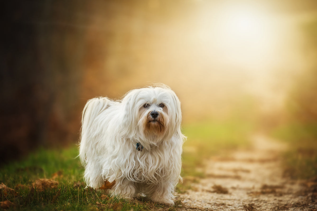 photo-wallpaper-the-havanese