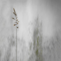 photo-wallpaper-blade-of-grass