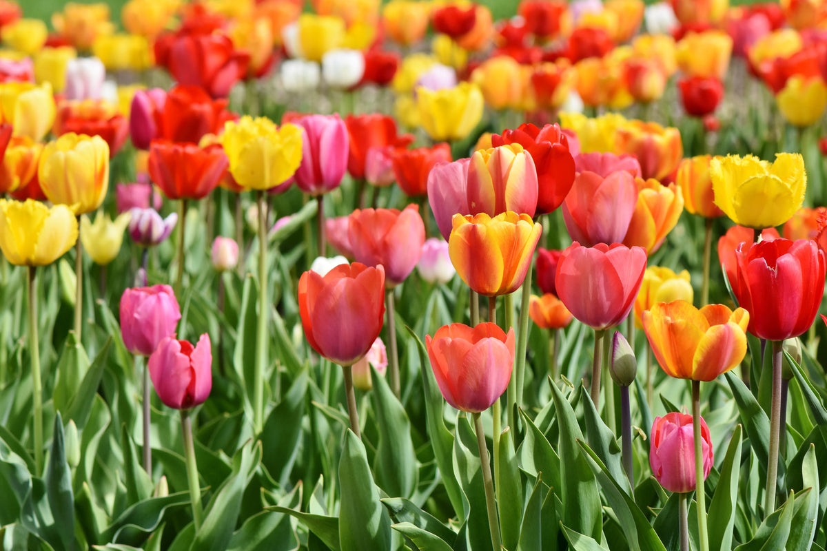 photo-wallpaper-a-colorful-tulip-field