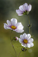 photo-wallpaper-cosmos-ii