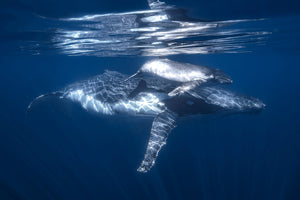 photo-wallpaper-a-humpback-whale-and-its-calf-x