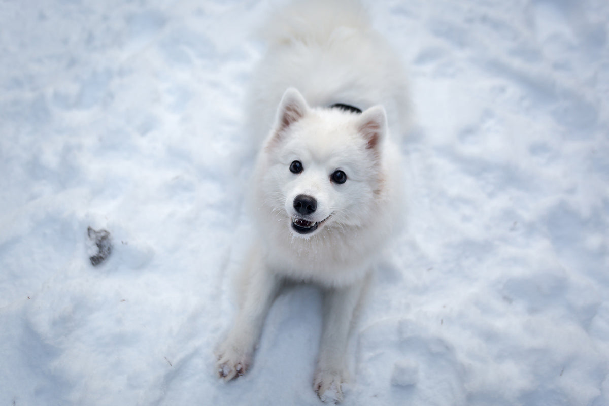 photo-wallpaper-dogs-joy-in-the-snow