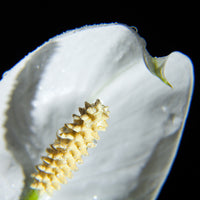 photo-wallpaper-calla-close-up-in-white