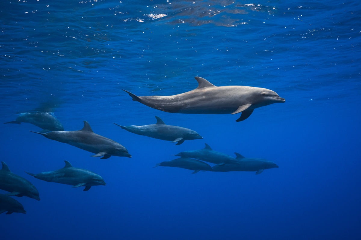 photo-wallpaper-dolphins-x