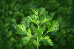 photo-wallpaper-fresh-parsley