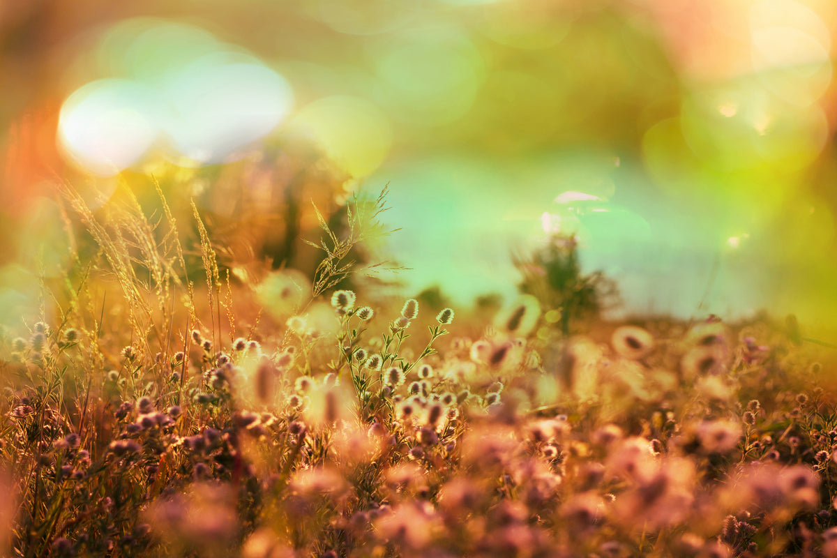 photo-wallpaper-flower-meadow-at-twilight