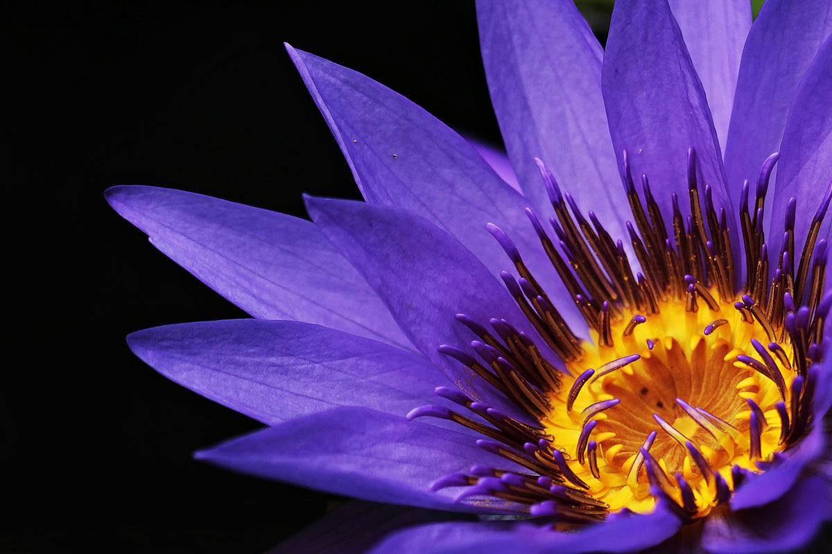 photo-wallpaper-xl-water-lily-in-purple