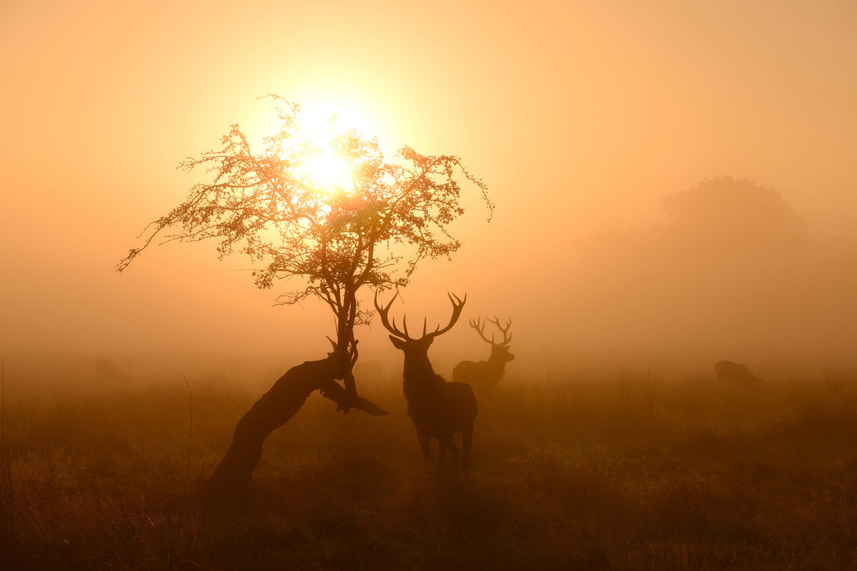 photo-wallpaper-guardians-of-light