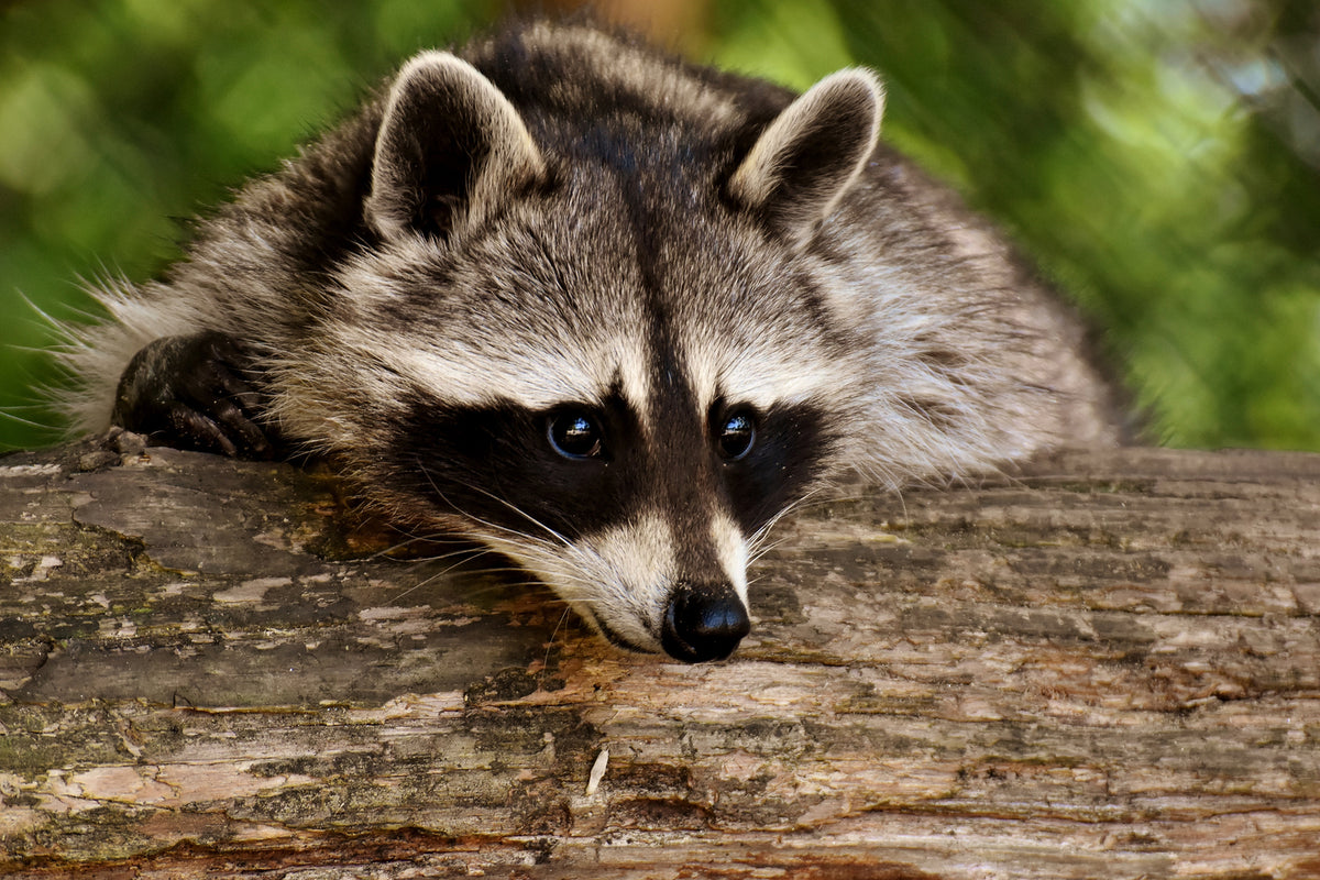 photo-wallpaper-the-cute-raccoon