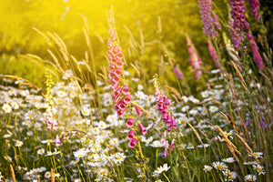 photo-wallpaper-summer-flower-meadow