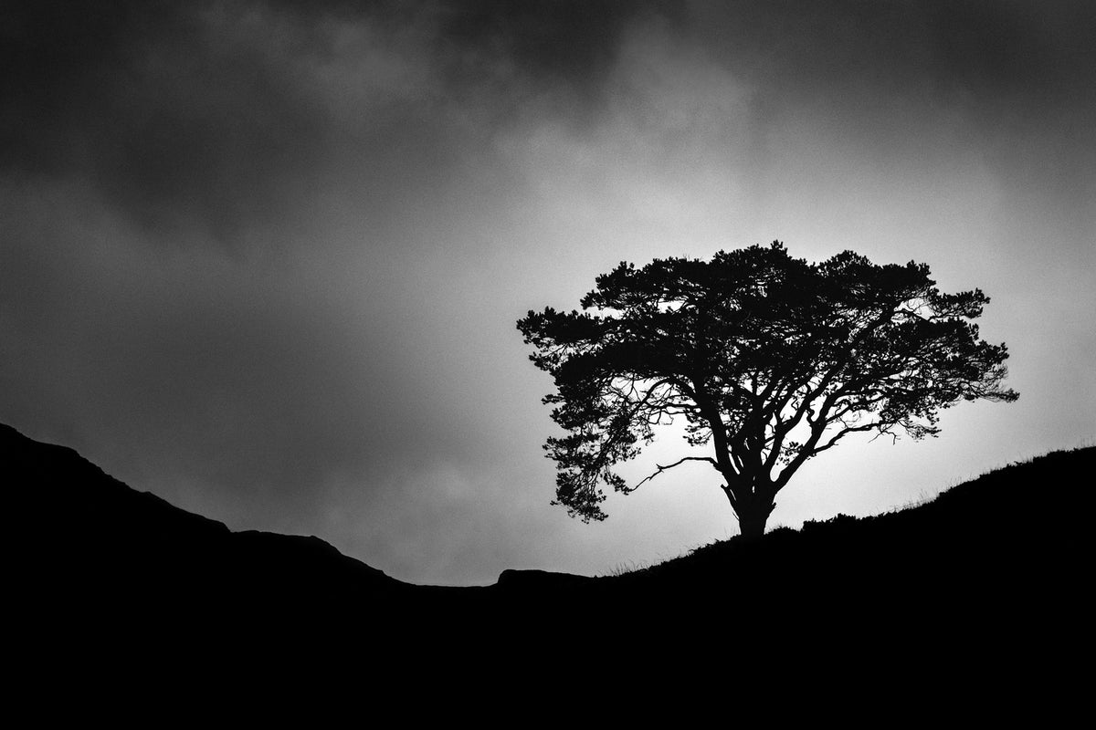 photo-wallpaper-lone-tree