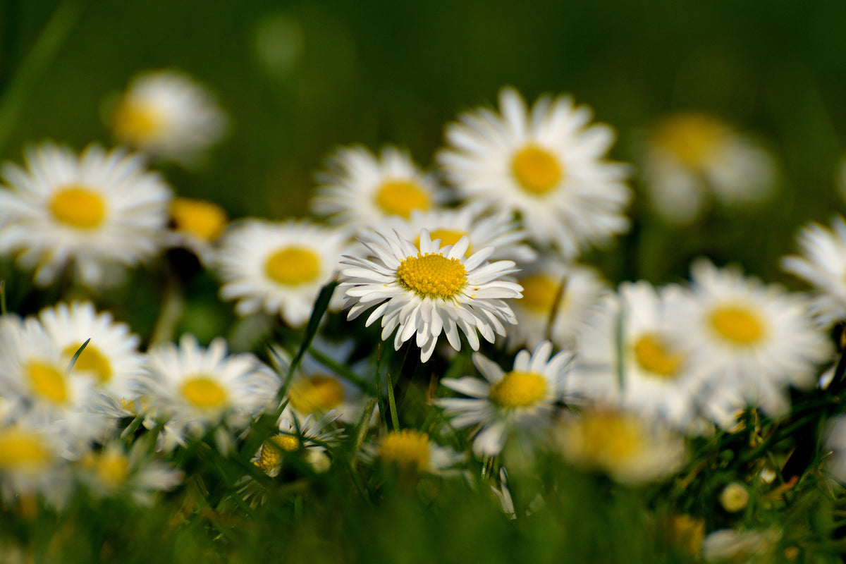 photo-wallpaper-daisies-xl-ii