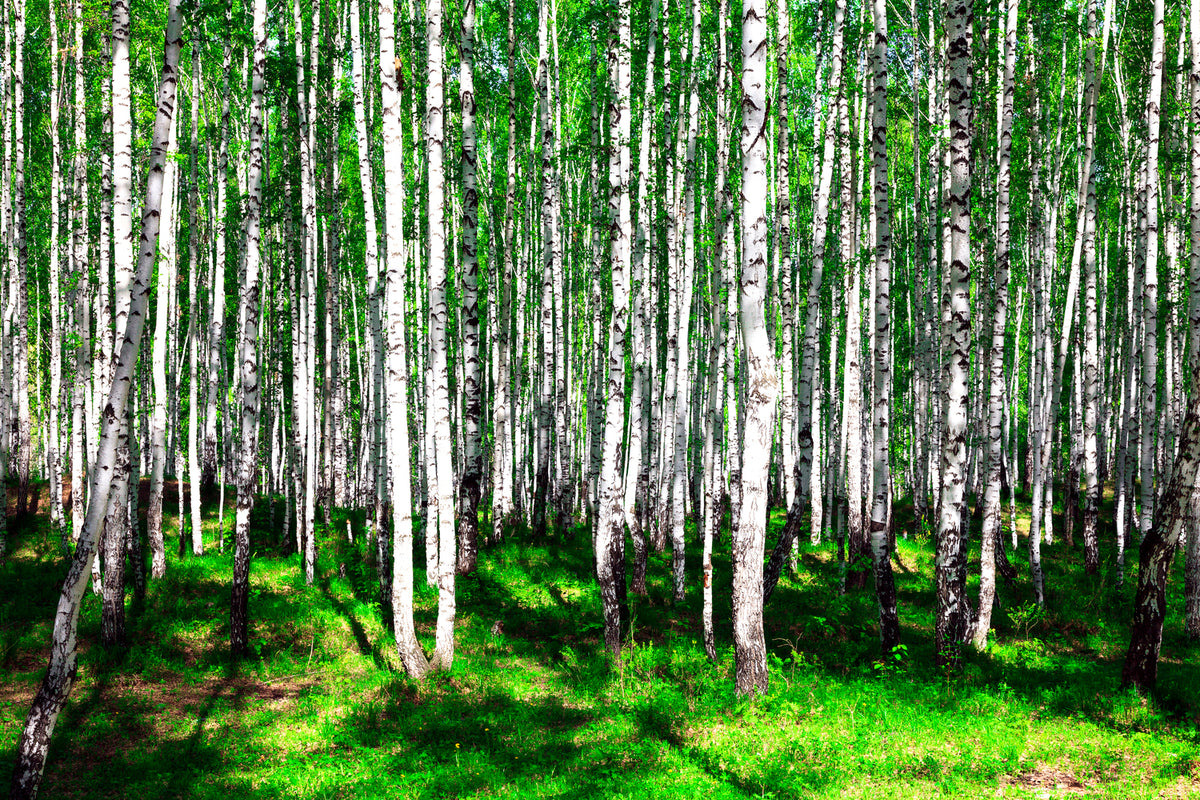 photo-wallpaper-summerly-birch-forest