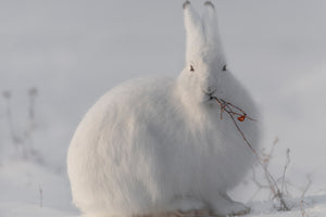 photo-wallpaper-wild-arctic-hare-x