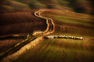 photo-wallpaper-crossing-the-fields-x