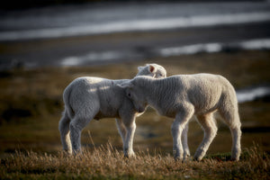 photo-wallpaper-lamb-friends-x