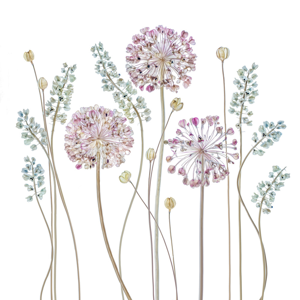 photo-wallpaper-allium-a