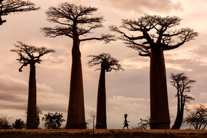 photo-wallpaper-madagascar-x