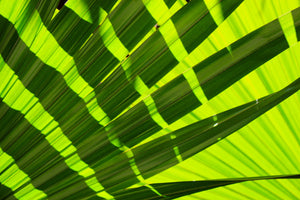 photo-wallpaper-the-palm-leaf-in-xl