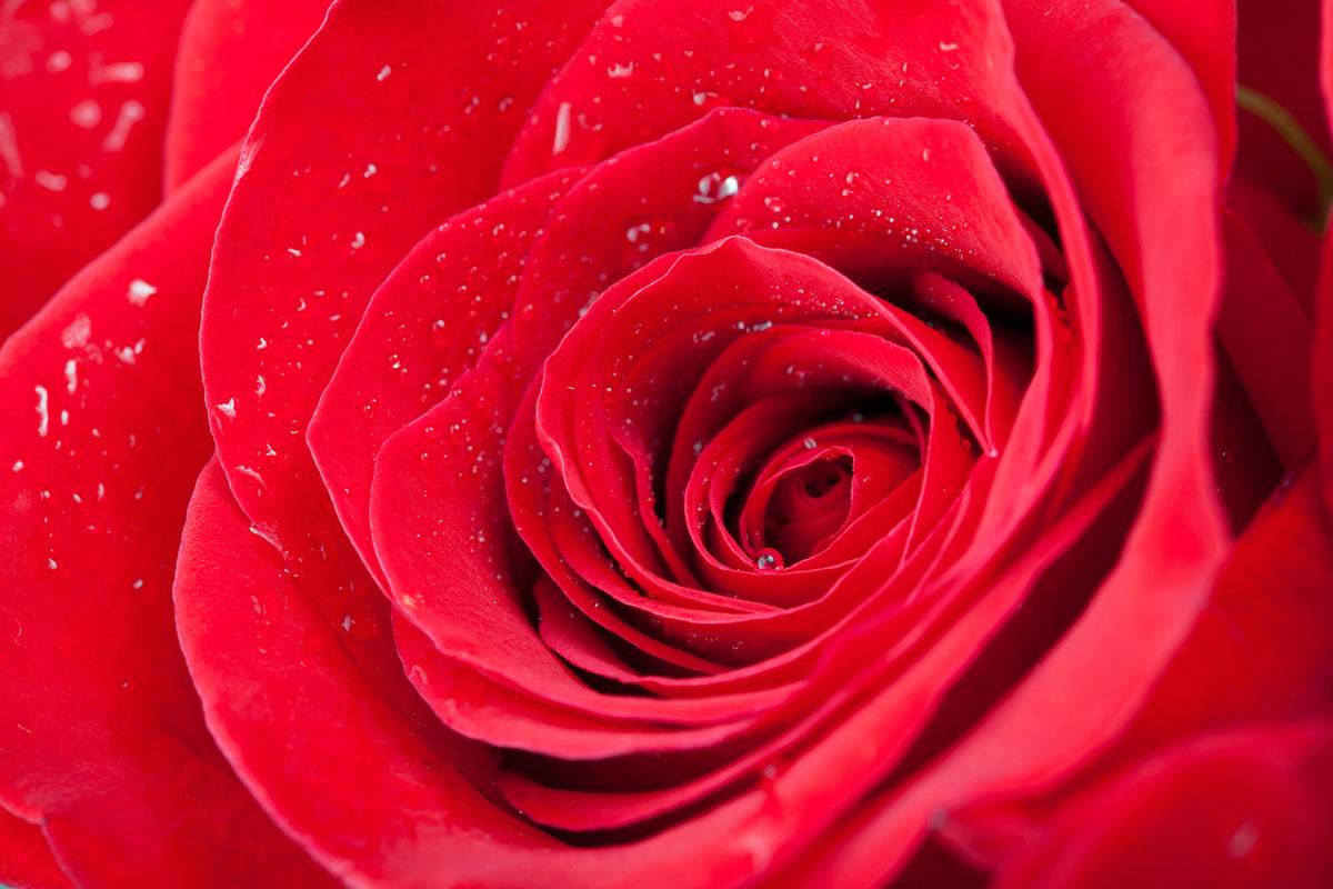 photo-wallpaper-red-rose-in-morning-dew