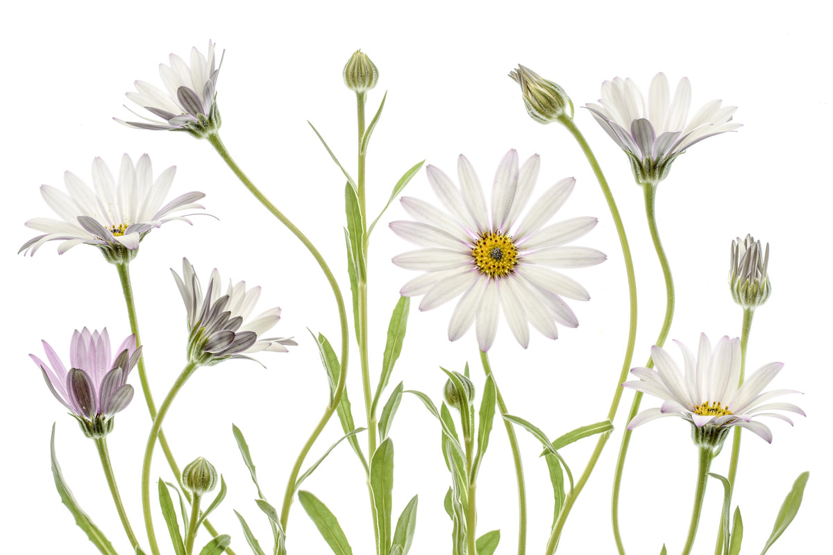 photo-wallpaper-cape-daisies-xuv