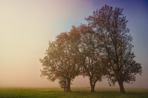 photo-wallpaper-the-crooked-tree