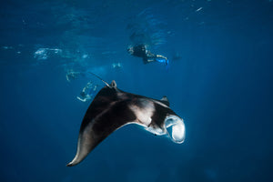 photo-wallpaper-manta-ray-ii