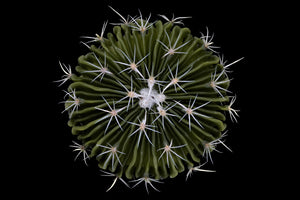 photo-wallpaper-stenocactus